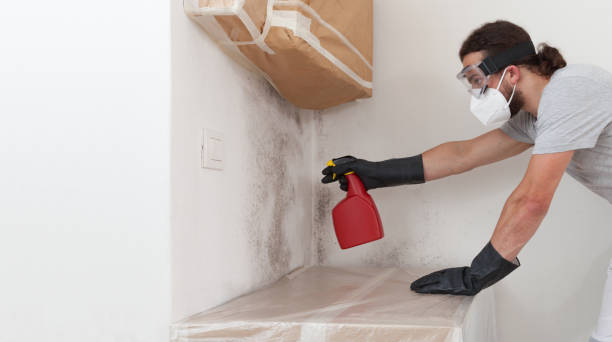 Professional Mold Remediation technician working in Newton, MA